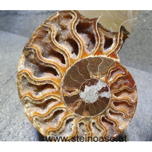 Ammonite Nr.1 - links